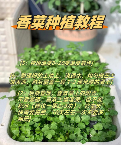 养花寄语，传递美好情感，点缀生活空间