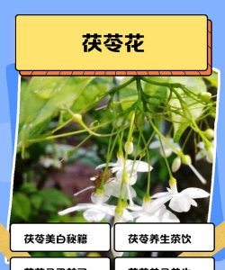 养花寄语，传递美好情感，点缀生活空间