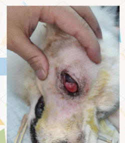 养花寄语，传递美好情感，点缀生活空间