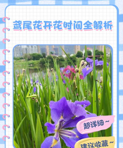 铁树养殖方法，掌握关键技巧，轻松养好它