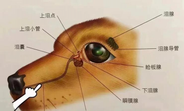 铁树养殖方法，掌握关键技巧，轻松养好它