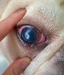 铁树养殖方法，掌握关键技巧，轻松养好它