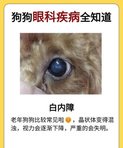 养花工具大全，新手必备清单，轻松打理花草