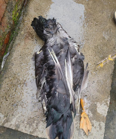 养花工具大全，新手必备清单，轻松打理花草