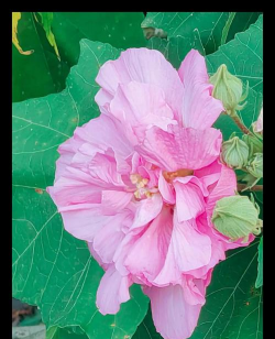 养花工具大全，新手必备清单，轻松打理花草