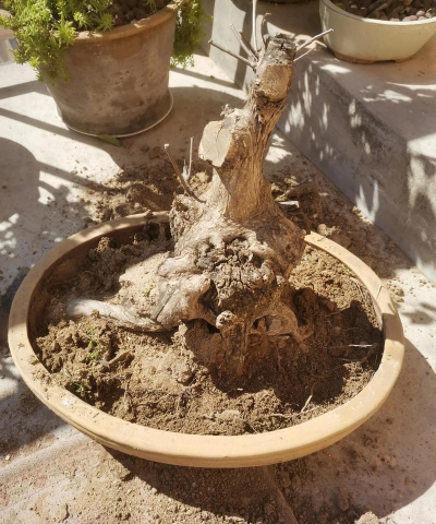 养花工具大全，新手必备清单，轻松打理花草