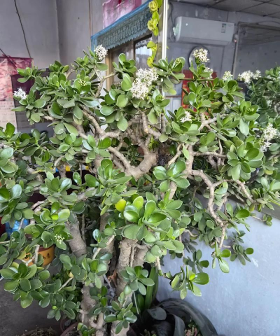 养花工具大全，新手必备清单，轻松打理花草