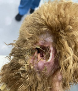 养花工具大全，新手必备清单，轻松打理花草