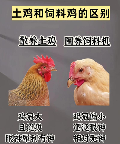 养花工具大全，新手必备清单，轻松打理花草