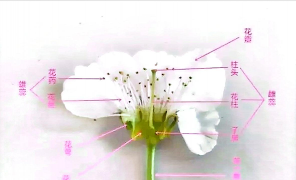 养花工具大全，新手必备清单，轻松打理花草