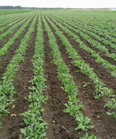 板蓝根种植技术