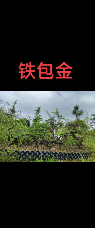 天津滨海花卉科技园，赏花好去处，亲子游玩推荐