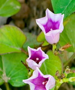 天津滨海花卉科技园，赏花好去处，亲子游玩推荐
