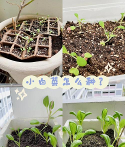 天津滨海花卉科技园，赏花好去处，亲子游玩推荐