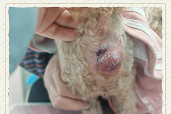 香蕉皮养花，废物利用，省钱又环保