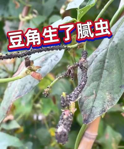 香蕉皮养花，废物利用，省钱又环保