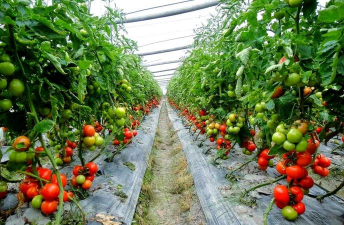 香蕉皮养花，废物利用，省钱又环保