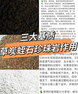 小众送妈妈的花有哪些花