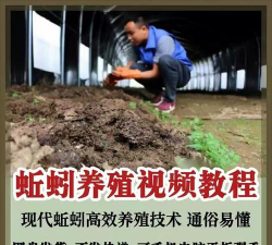 香蕉皮养花，废物利用，省钱又环保