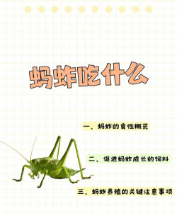 香蕉皮养花，废物利用，省钱又环保