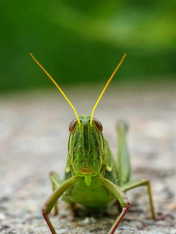 香蕉皮养花，废物利用，省钱又环保