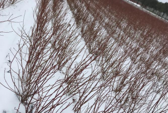 香蕉皮养花，废物利用，省钱又环保