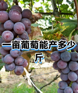 香蕉皮养花，废物利用，省钱又环保