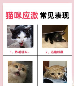 矿泉水瓶养花，废物利用，轻松打造小花园