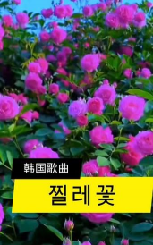 矿泉水瓶养花，废物利用，轻松打造小花园