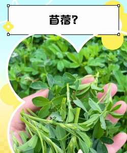 矿泉水瓶养花，废物利用，轻松打造小花园