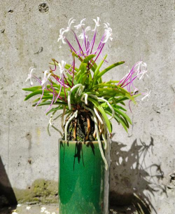 矿泉水瓶养花，废物利用，轻松打造小花园