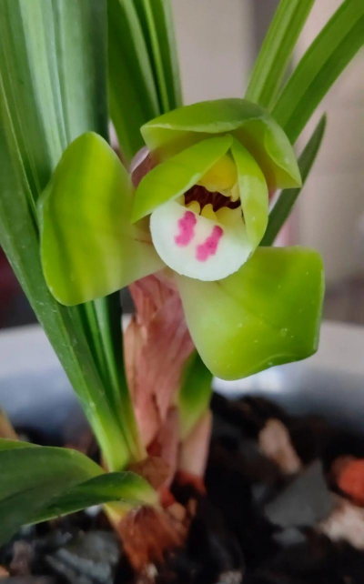 矿泉水瓶养花，废物利用，轻松打造小花园