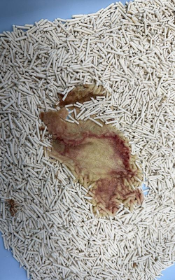 矿泉水瓶养花，废物利用，轻松打造小花园