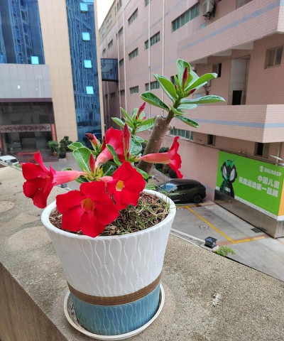 矿泉水瓶养花，废物利用，轻松打造小花园