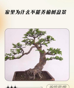 矿泉水瓶养花，废物利用，轻松打造小花园