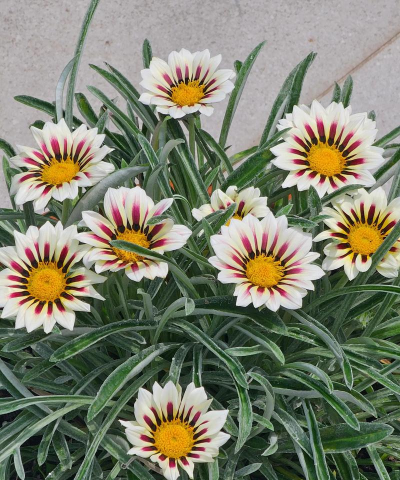 小众送妈妈的花有哪些花