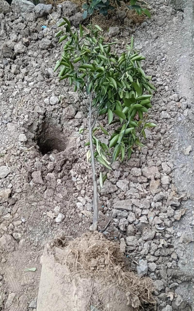 芦荟的养殖方法，轻松掌握技巧，养出健康植株