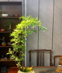 芦荟的养殖方法，轻松掌握技巧，养出健康植株