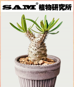 芦荟的养殖方法，轻松掌握技巧，养出健康植株