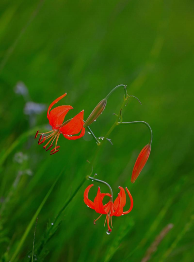 小众送妈妈的花有哪些花