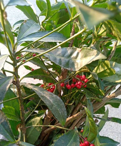 芦荟的养殖方法，轻松掌握技巧，养出健康植株