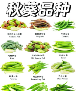 芦荟的养殖方法，轻松掌握技巧，养出健康植株