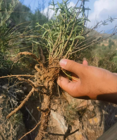 芦荟的养殖方法，轻松掌握技巧，养出健康植株
