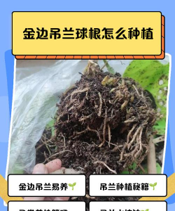 芦荟的养殖方法，轻松掌握技巧，养出健康植株