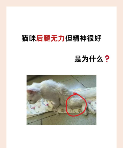 养花陶粒，提升植物生长，优化土壤环境