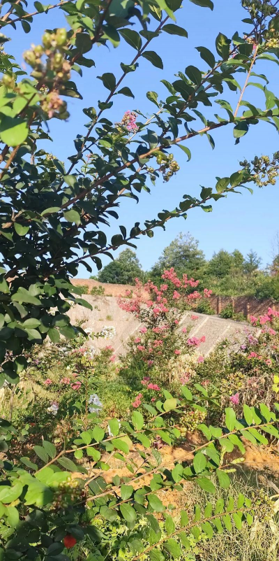 养花陶粒，提升植物生长，优化土壤环境