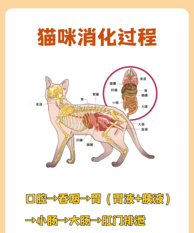 养花陶粒，提升植物生长，优化土壤环境