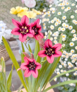 养花陶粒，提升植物生长，优化土壤环境