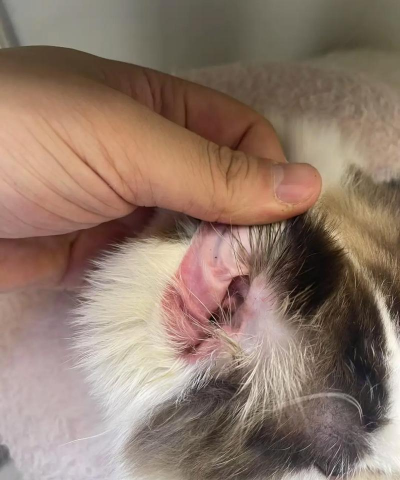 养花陶粒，提升植物生长，优化土壤环境