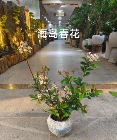 养花陶粒，提升植物生长，优化土壤环境